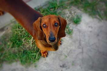 Portrait of brown dachshund dog - Free image #346191